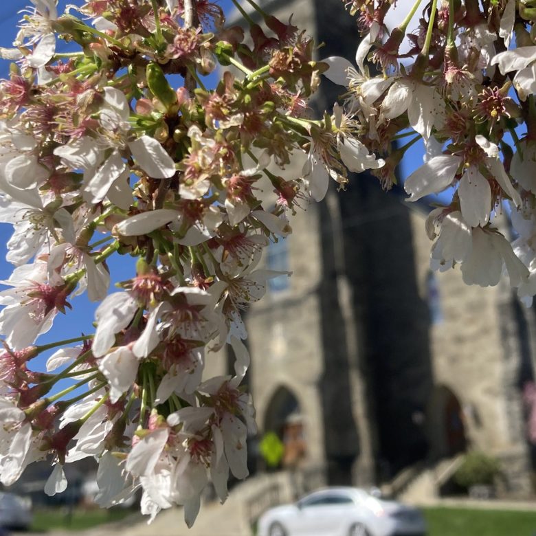 Spring blossoms in front of the stone church